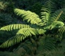 Fern